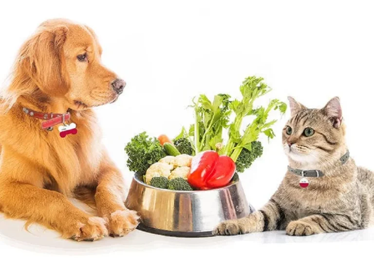Adopting a Pet